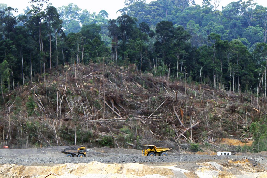 Deforestation_in_Borneo