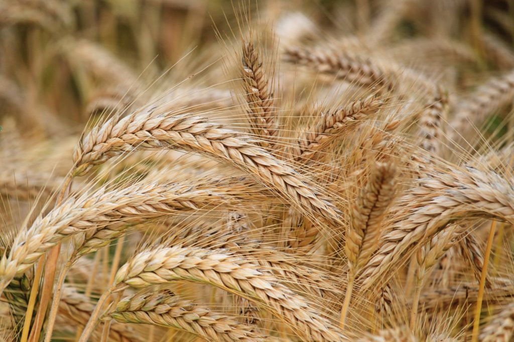 Wheat and Simplicity - QVI Quaker Vegan Initiative