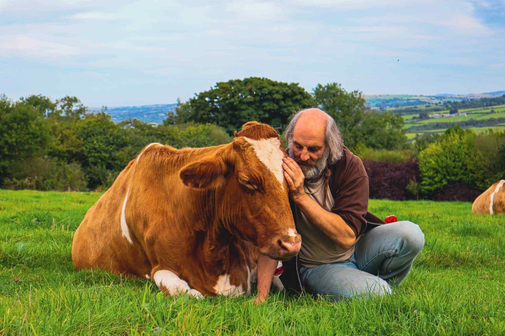 Ex-monk Grahame Barritt in Walsh Cow Sanctuary